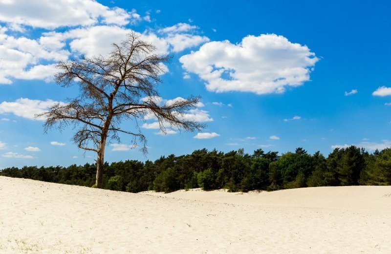 National Park Loonse and Drunense Dunes
