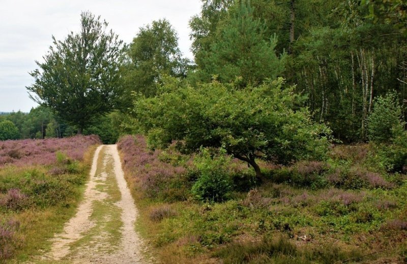 Oirschotse heathland cycling route