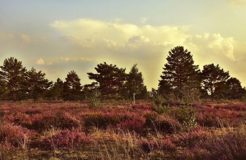 Landschotse Heide - Hiking Trail