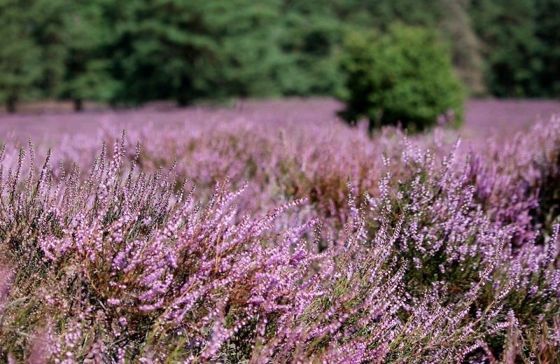 Nature reserve De Kampina